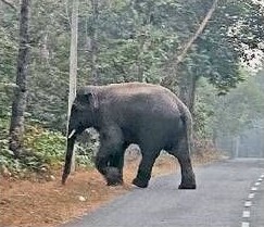 कोरबा वन विभाग के द्वारा हाथी प्रभावित क्षेत्रों में पैदल आवागमन करने वाले लोगों छोड़ा जा रहा घर तक