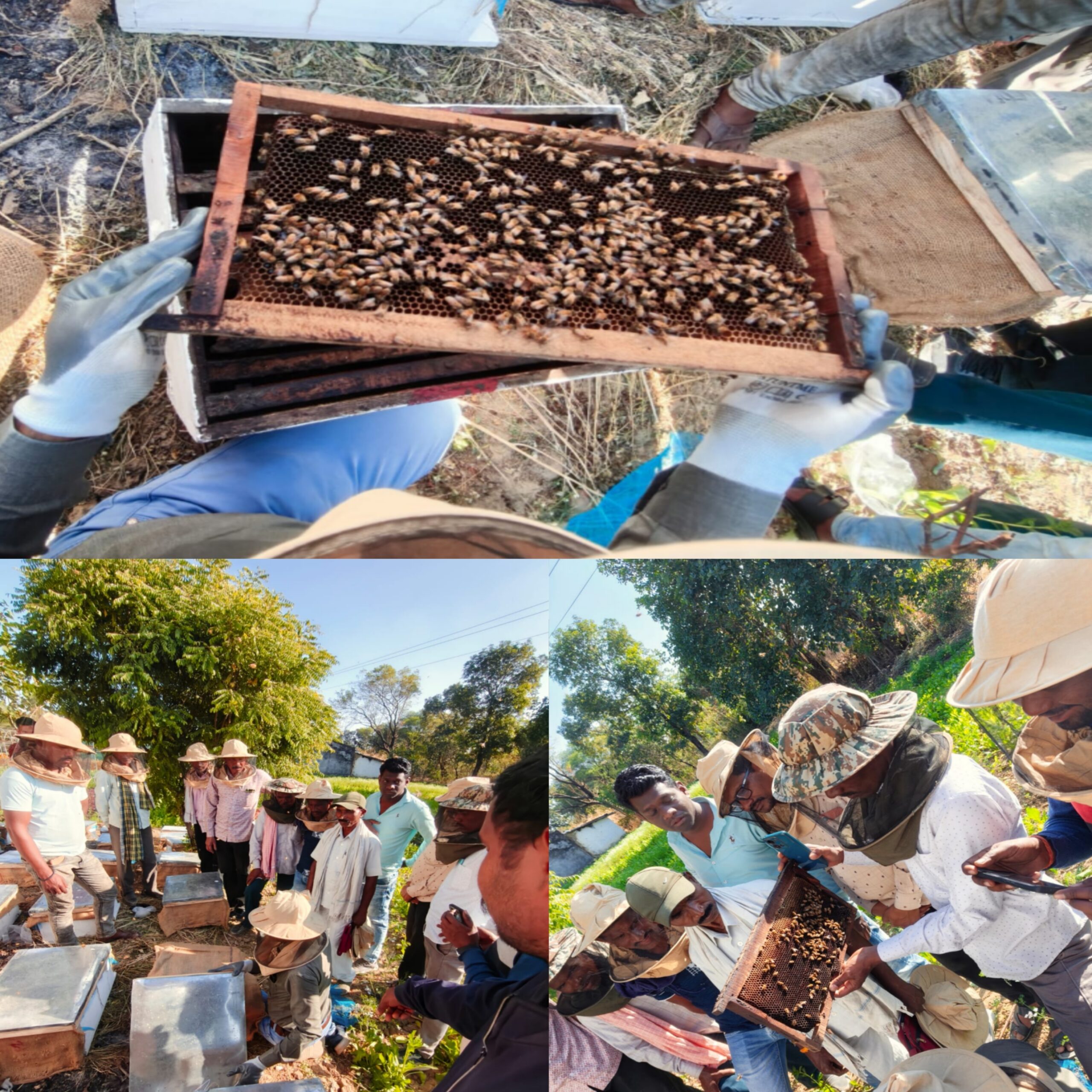 मधुमक्खी पालन से खुला किसानों के आर्थिक समृद्धि का द्वार