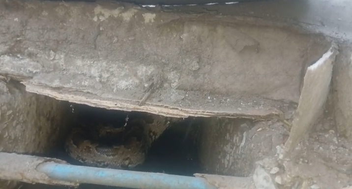 लगातार दूसरी बार विशालकाय अजगर निकलने से मोहल्ले में दहशत, देखिए वीडियो