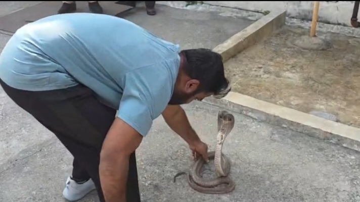 डीएसपीएम प्लांट में निकला जहरीला कोबरा, RCRS टीम ने किया सुरक्षित रेस्क्यू