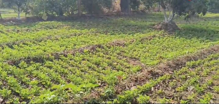 7 गांवों के 361 किसानों ने संभाली प्राकृतिक खेती की बागडोर, करतला के किसान खेती में ला रहे नवाचार