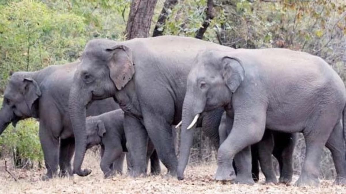 हाथियों की तीसरी आंख से निगरानी की तैयारी, प्रमुख मार्गों पर लगाए जाएंगे सीसीटीवी कैमरे
