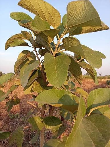 जिले के जंगल में मौजूद है कैंसररोधी औषधीय पौधा दहीमन, विज्ञानियों ने की थी खोज, संरक्षण की है जरूरत