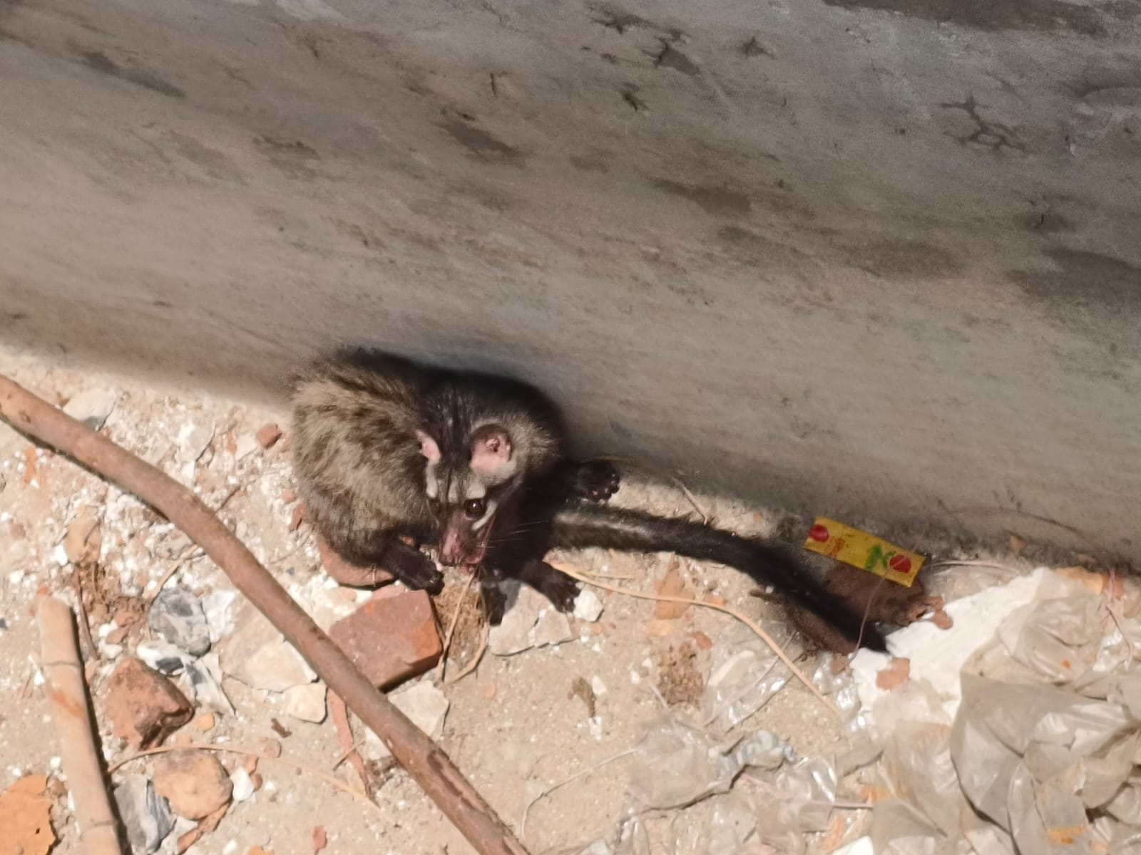 मुढाली में टंकी में गिरा था एशियन पाल्म सिवेट, नोवा नेचर की टीम ने किया सफल रेस्क्यू