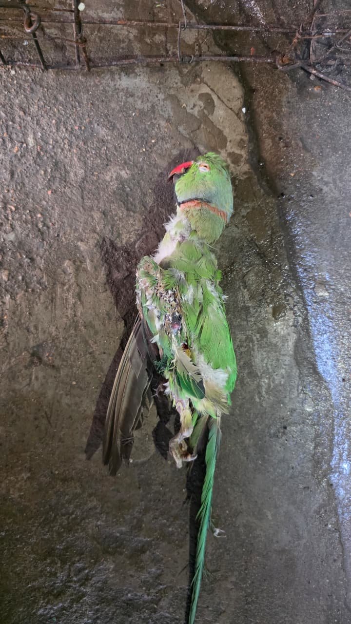 भूखे कोबरा ने तोते को बनाया शिकार, RCRS टीम ने सुरक्षित किया रेस्क्यू